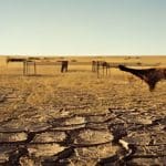 Prairie desséchée en été avec des vaches laitières près d'un râtelier vide