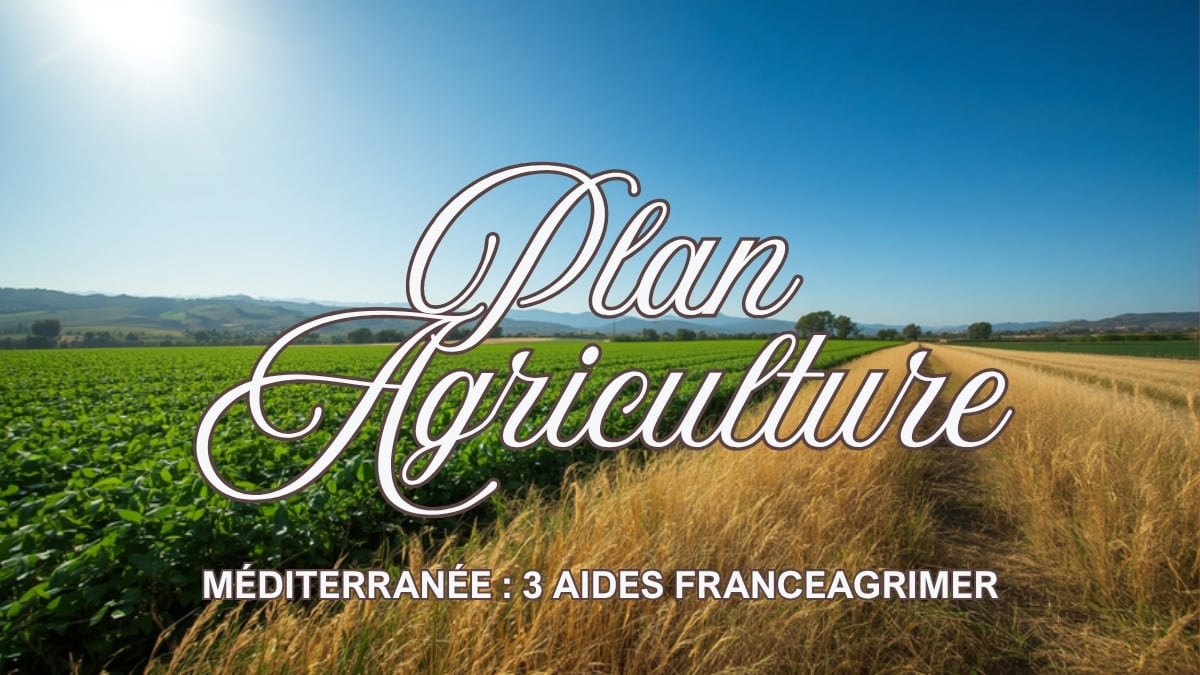 Plan Agriculture Méditerranée : trois aides FranceAgriMer pour structurer et adapter votre filière en 2026