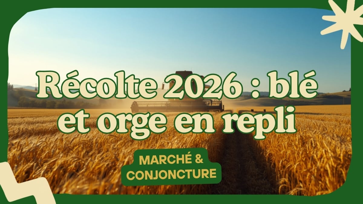 Récolte 2026 : blé et orge en repli — ce que la moisson change pour le coût de ration de votre troupeau