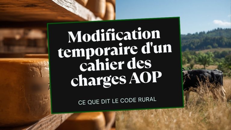Meules de fromage AOP en cave d affinage et prairie seche en ete