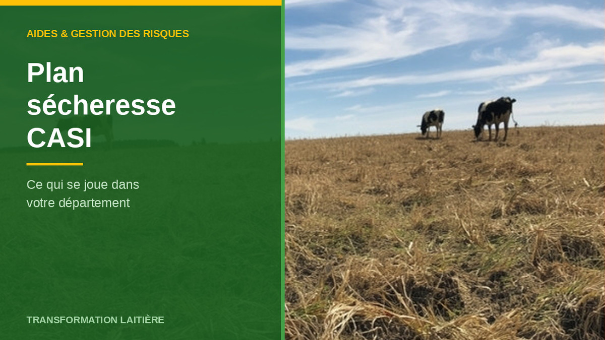 Prairie grillee par la secheresse avec des vaches laitieres Prim Holstein au loin