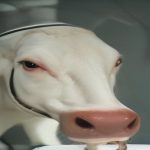 Vache laitiere dans une stabulation moderne