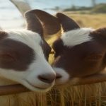 Chèvres laitières alignées au cornadis dans une chèvrerie, lumière naturelle de fin d’été