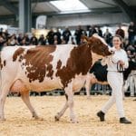 Vache Pie rouge présentée en concours sur le ring laitier