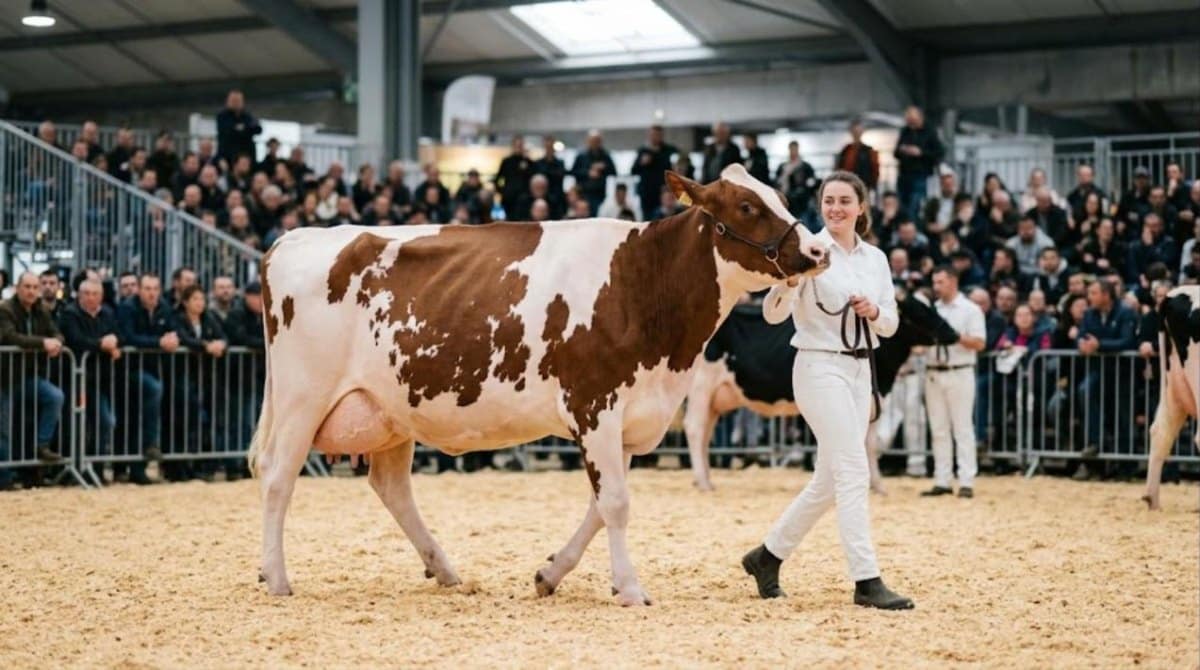 Concours Pie rouge Sommet de l&rsquo;élevage 2026 : le palmarès