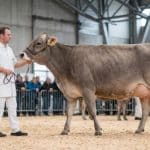 Vache laitière de race brune présentée sur le ring de concours par un éleveur en tenue blanche