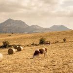 Prairie d'Auvergne grillée par la sécheresse, balles rondes et vaches laitières