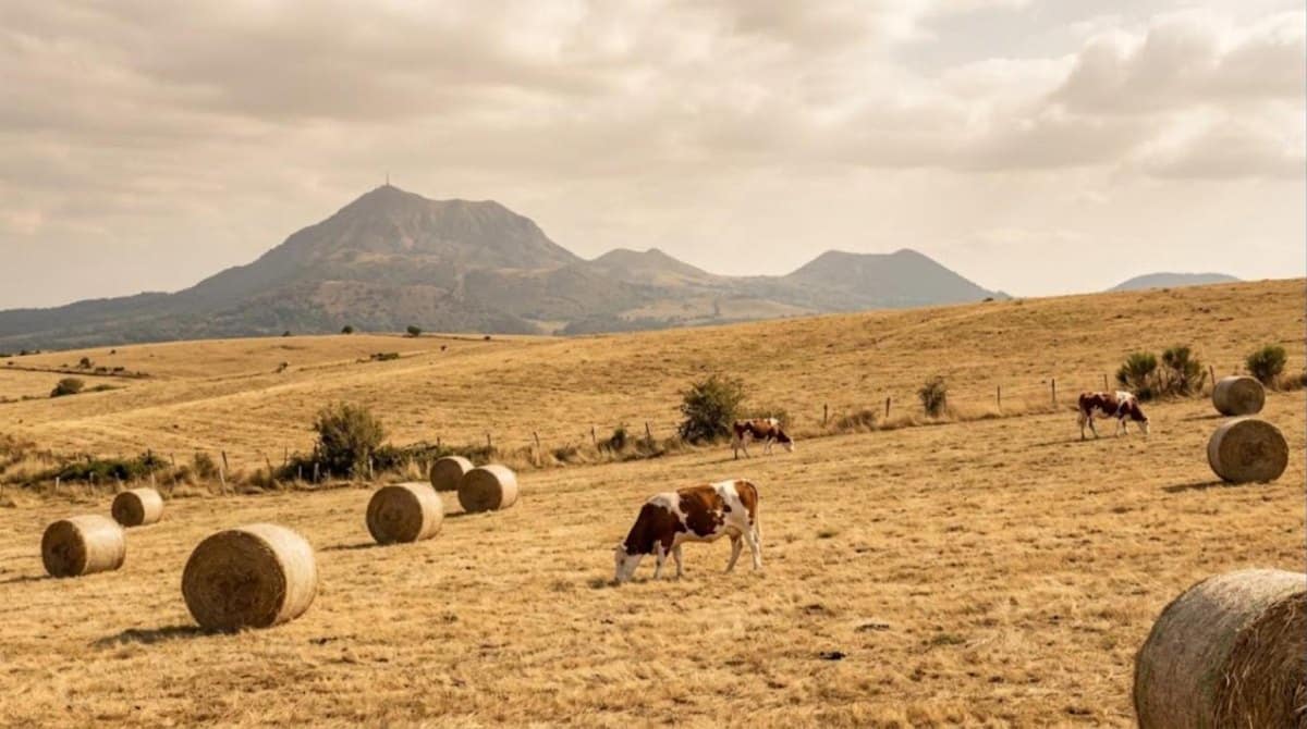 Prairie d'Auvergne grillée par la sécheresse, balles rondes et vaches laitières